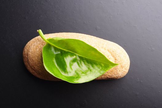 zen or spa still life on black with grean leaf and copyspace