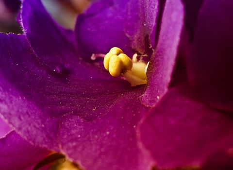 macro close up shot of a violet
