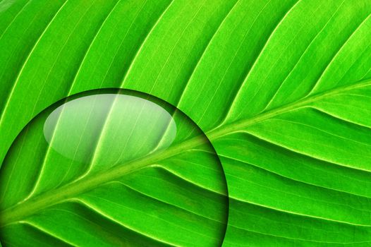 green leaf with fresh water drop from summer rain