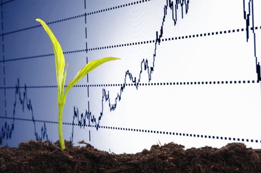 finance or business growth concept with young plant