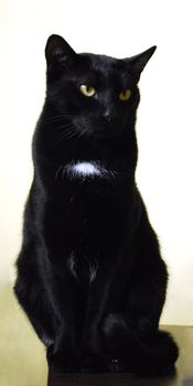 Close up head shot of green-eyed black cat.
