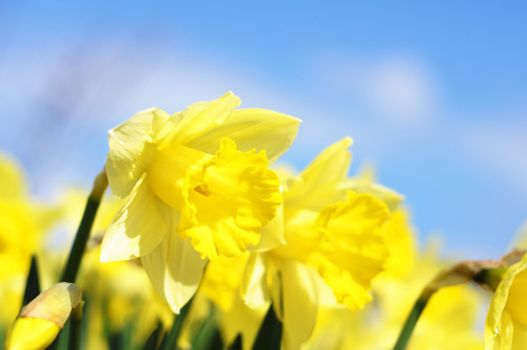 yellow daff or jonquil flower in spring with copyspace showing summer concept