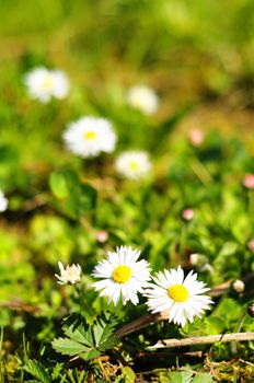 daisy flower in summer in green grass with copyspace