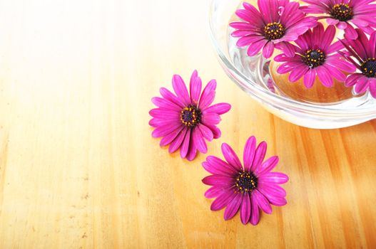 spa or zen flower concept with copyspace