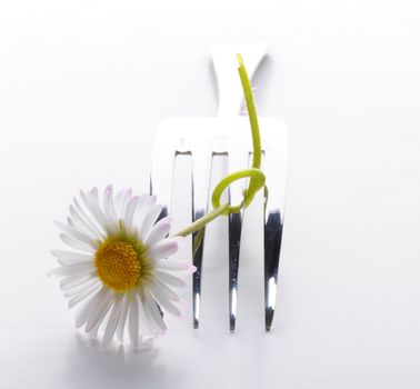 flower and fork isolated on a white background with copyspace showing food concept