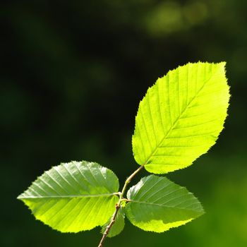 beautyfil nature concept with green summer leaf and copyspace