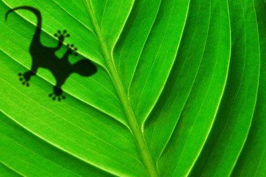 gecko shadow on green leaf texture showing nature concept with copyspace