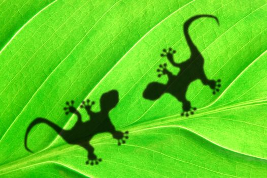 green jungle leaf with gecko shadow showing rainforest or nature concept
