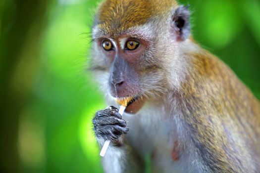 Portrait of a Macaque monkey eating a lollipop.