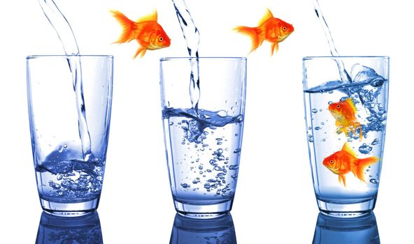 goldfish and glass showing financial growth concept