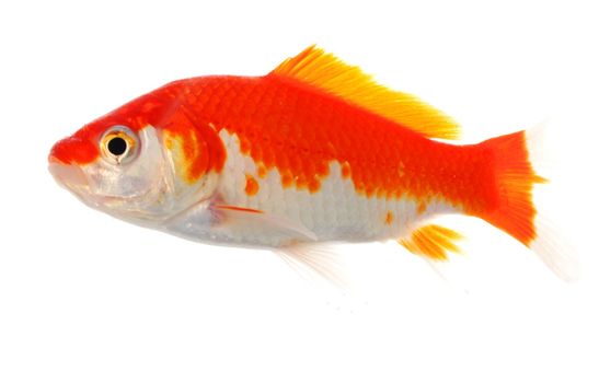goldfish isolated on white showing success or job search concept