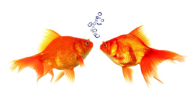 goldfish with bubbles showing discussion talk or conversation concept