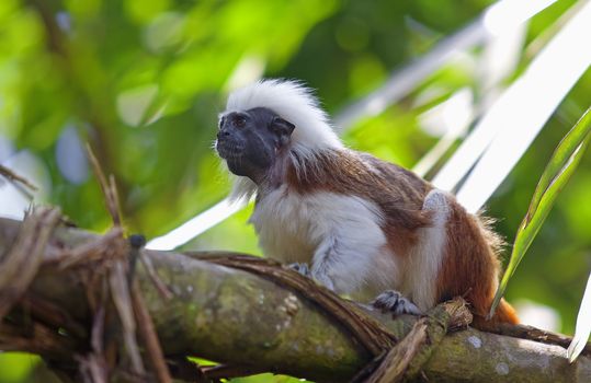 Cotton-top tamarin in the tropical forest of Colombia