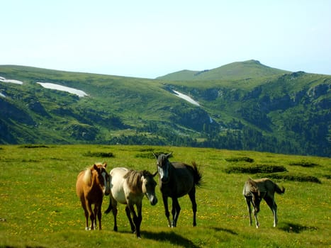 four wild horses running on green glade in the mountains