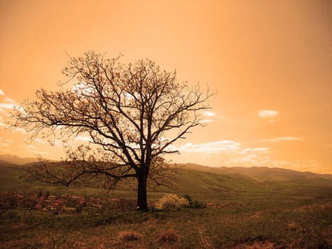 autumn trees sky grass clouds orange