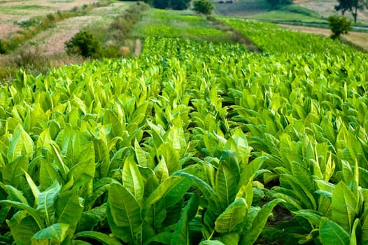 Lines of green tobacco plants on a field