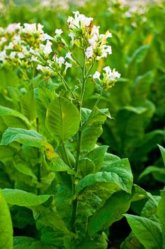 Lines of green tobacco plants on a field