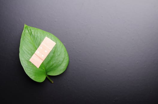 eco ecology or nature protection concept with leaf and band aid on black