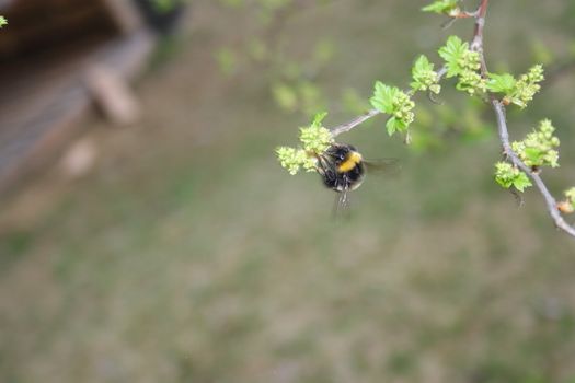A bumblebee sitting upside down on a bush with small green leaves