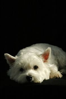 portrait of a west highland terrier on black