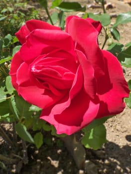 image of a red rose in a graden
