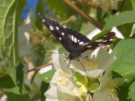 a Limenitis Reducta.butterfly on a flower