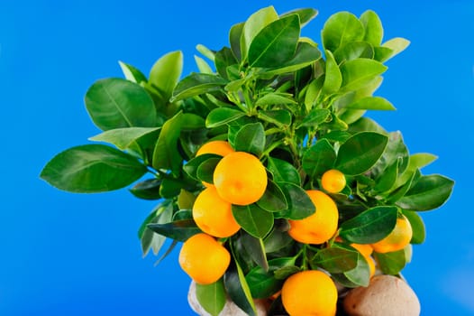 Several Oranges to the foreground and green leaf