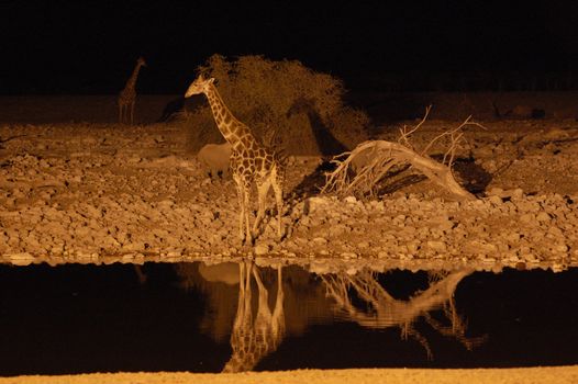 Giraffe at a waterhole in the night - Etosha Park, Namibia