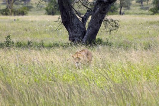 Lioness - Safari in the Serengeti National Park - Tanzania