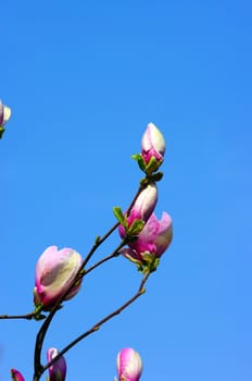 Spring Blossoms of a Magnolia tree on blue sky background.