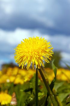 Close-up of a yellow sowthistle shot