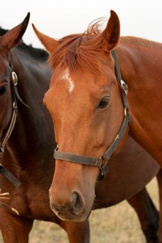 Closeup of the head of a brown horse