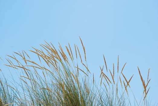 Reed grass with blue sky background (horizontal)