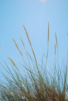 Reed grass with blue sky background (horizontal)