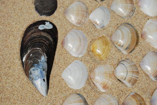 beautiful background made of seashells on a tropical beach