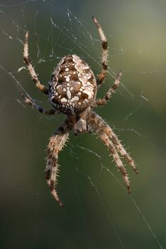 Cross-spider waiting in its web