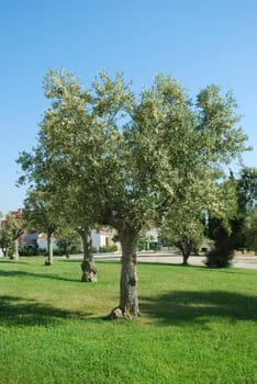 beautiful olive tree on the countryside grass