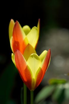 Yellow tulips glowing in the sunlight