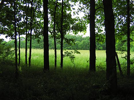 A landscape photograph of a peaceful forest.
