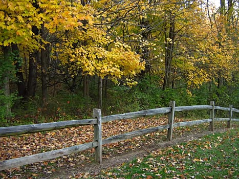 A photograph of a wooden fence in autumn.