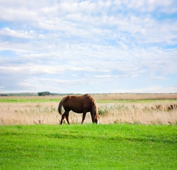 horse on the meadow, summer, blue sky