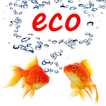 eco ecology nature or environment concept with goldfish and water bubble