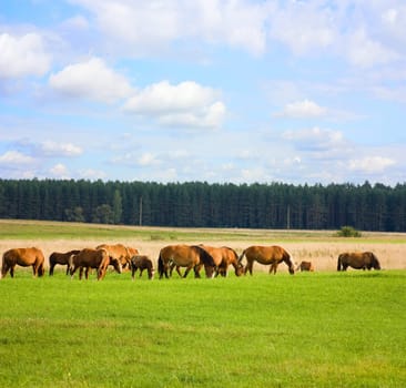 horses on the meadow, summer, blue sky