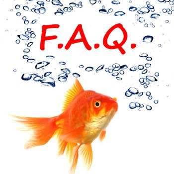 faq or frequently asked questions concept with goldfish