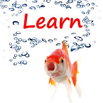 learn word with goldfish showing education concept in white background