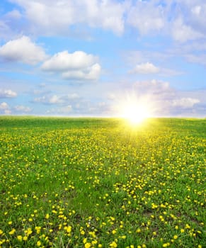 field dandelion dawn
