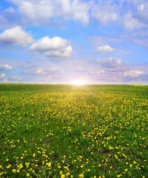 field dandelion dawn