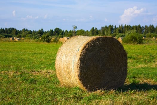 rolls of hay, field