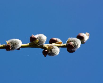 Easter willow