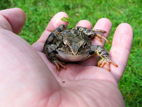 frog on hand